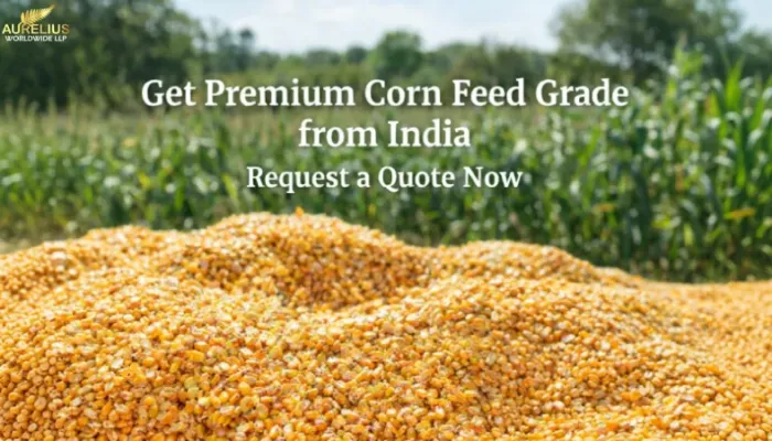 Get Premium Corn Feed Grade from India – Request a Quote Now