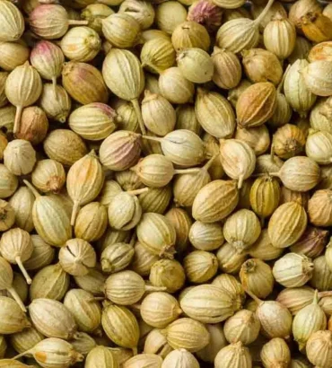 Coriander Seeds